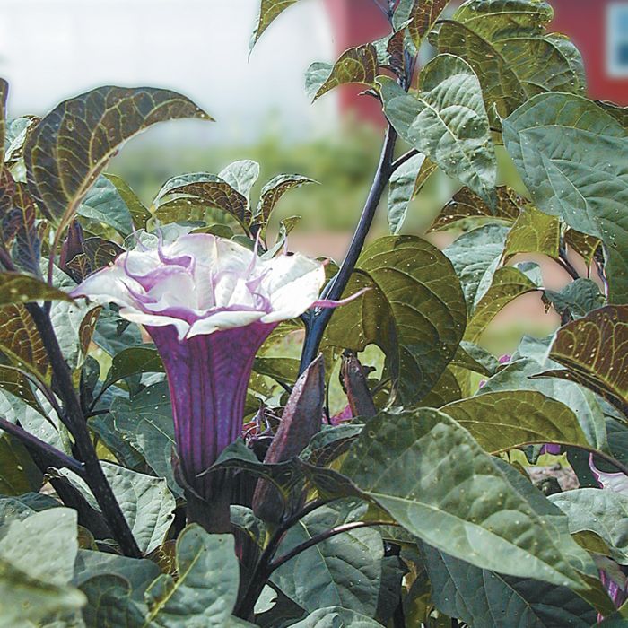 Ballerina Purple Datura